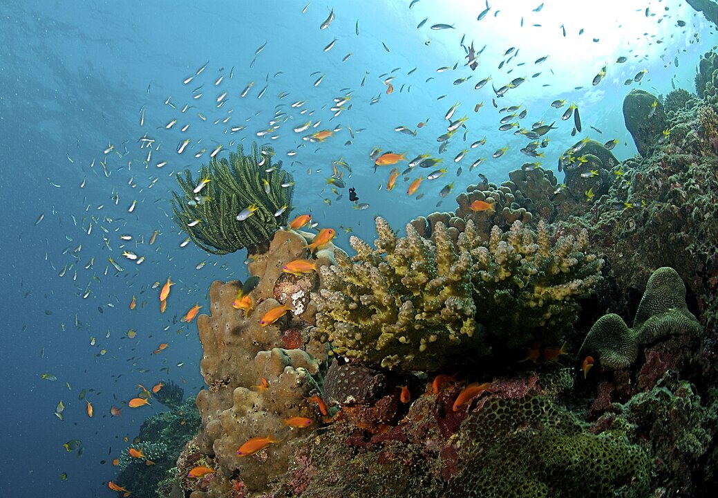 Andaman Radhanagar Beach